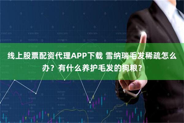 线上股票配资代理APP下载 雪纳瑞毛发稀疏怎么办？有什么养护毛发的狗粮？